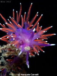 Flabellina by Pasquale Carvelli 